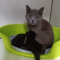 Florence, chatte à adopter