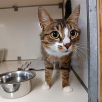 Diana, chatte à adopter