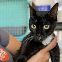 Lilo, chatte à adopter