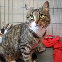 APOSTROPHE QCT, chatte à adopter