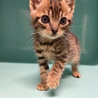 HAKKI, chat à adopter