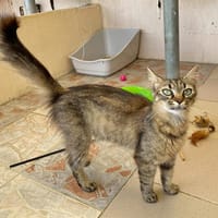 Aloha, chatte à adopter