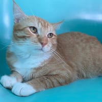 LUK, chat à adopter