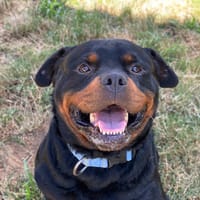 MAUY THAI, chien à adopter