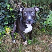 Clover CAA13775, chienne à adopter