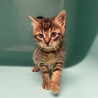 OZAN, chat à adopter