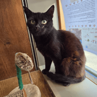 ANUBIS (RESERVE - Merci), chat à adopter