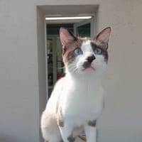 SAMBA, chat à adopter