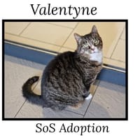 VALENTYNE, chatte à adopter