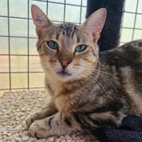 uron, chat à adopter