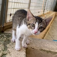 luna, chatte à adopter