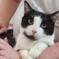 Gim's, chat à adopter