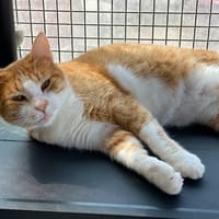 SZANSA, chatte à adopter