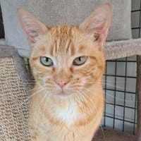 rosie, chatte à adopter