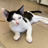 oro, chat à adopter