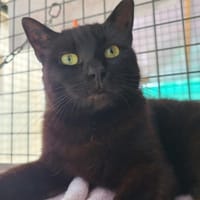 TANIS, chatte à adopter