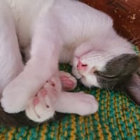 varenne, chat à adopter