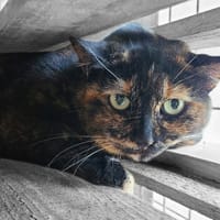 ABYS, chatte à adopter