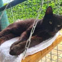 Binito (réservé), chat à adopter