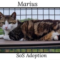 MARIUS, chat à adopter