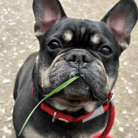 Bill, dog to adopt