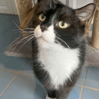 Ozzy & Bailey, cat to adopt