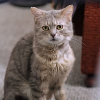Marcel, kot do adopcji