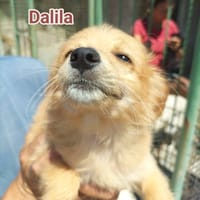 dalila, cane femmina da adottare