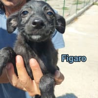 figaro, cane da adottare