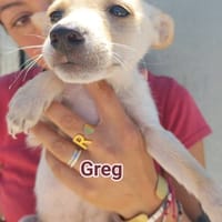 greg, cane da adottare
