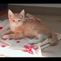CUMIN, chat à adopter