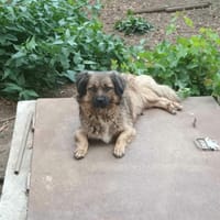 Floralie, chienne à adopter