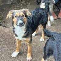 Yopie, chienne à adopter