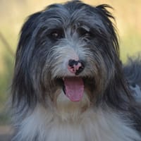 ALBER, chien à adopter