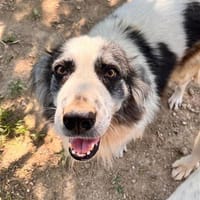 Merida, chienne à adopter