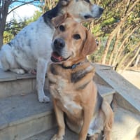 Mark, chien à adopter