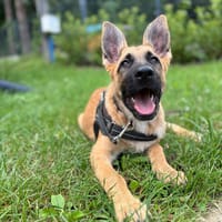 LUNA, suczka do adopcji