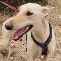 LISETTE  (Patitas), chienne à adopter