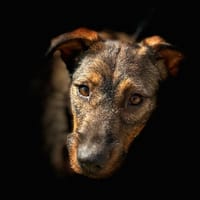 MAMI (Animalea), chienne à adopter