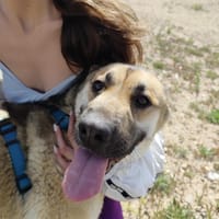 MARTINA (Patitas), chienne à adopter