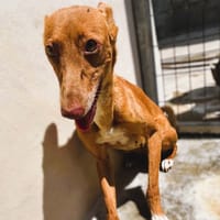 SORA (Maria), chienne à adopter