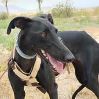 MONTSE (Patitas), chienne à adopter