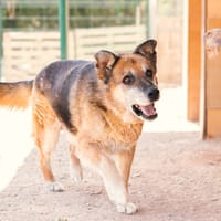 TURCO (Patitas), chien à adopter