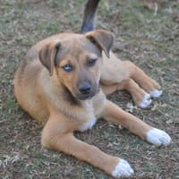 CHAYA, chienne à adopter