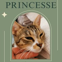 Princesse, chatte à adopter