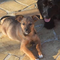 NYMERIA, chienne à adopter
