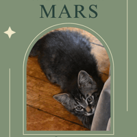 Mars, chat à adopter