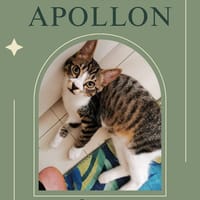 Apollon, chat à adopter