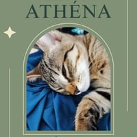 Athéna, chatte à adopter