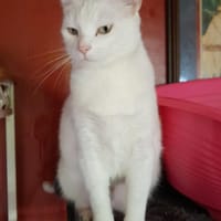 Sierra, chatte à adopter